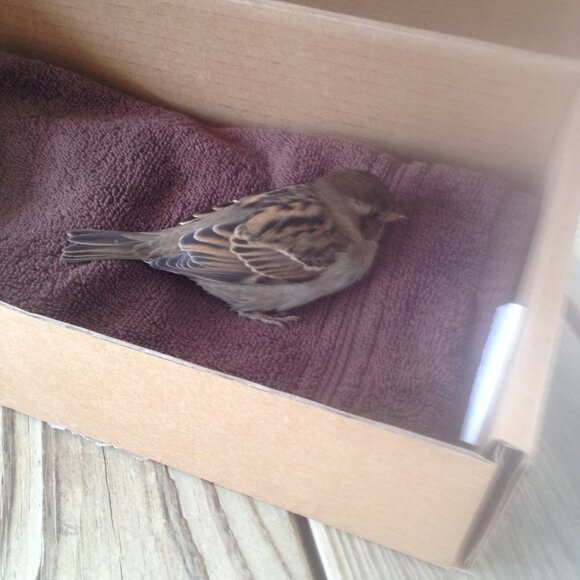 Stray work & Critter Pics! Just sharing XO. PLEASE Spay and Neuter your pets! - Picture 10 of 17